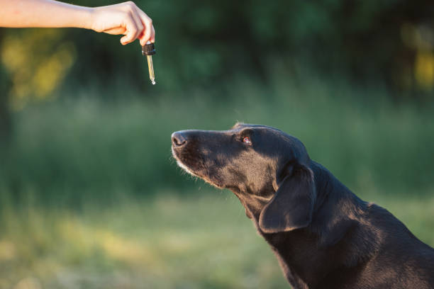 CBD for Dogs Safe and Effective Solutions for Your Pet