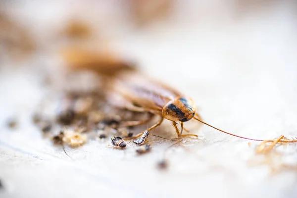 Sydney's Termite Pest Control: Exploring Natural Remedies and Solutions